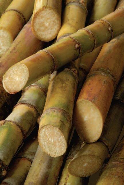 Sugarcane